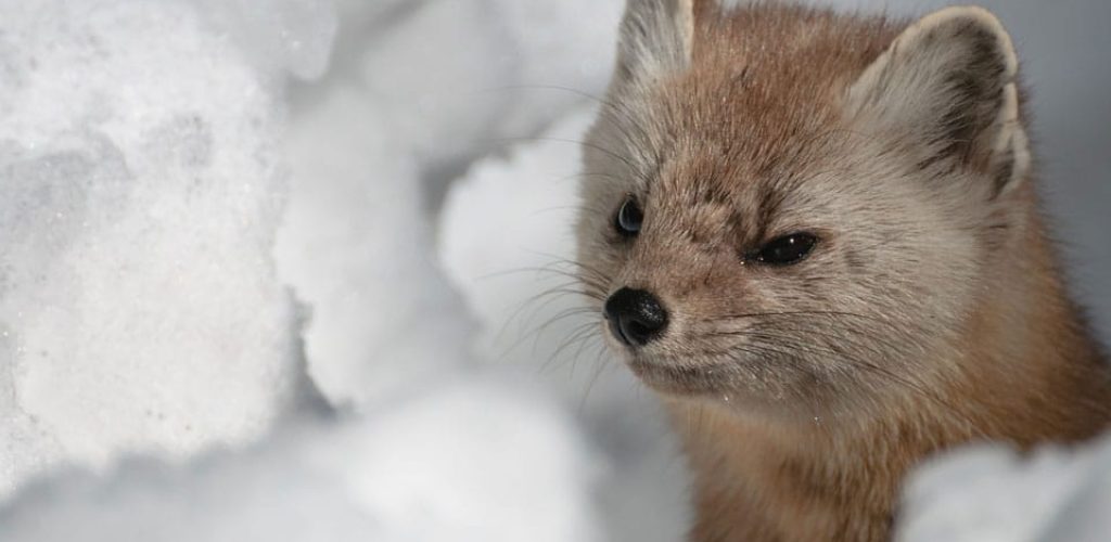 Marten