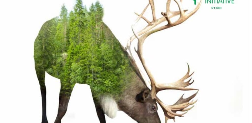 caribou