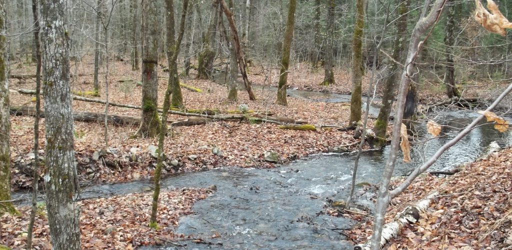 ruisseau_automne